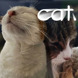 Cat. icon