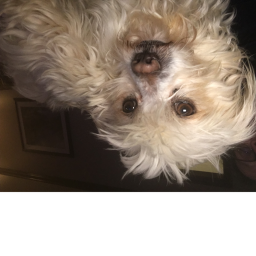 Welcome to Doggo World!