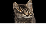 Cats and kitties group!