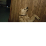Dis my dog cooper