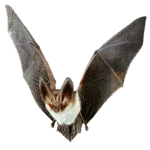 Bat Loving Group