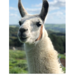 Llama group for cool boys