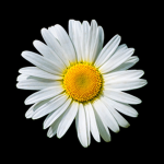 DaisyTheFlower YT