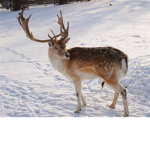 Reindeer Gang!