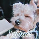sxftiies