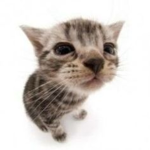 Not kats group-