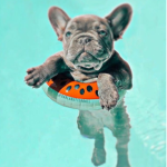 Puppies *French bulldog*
