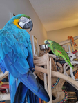 The Bird group!! join if you love birds!