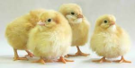 Pet Game Simulator