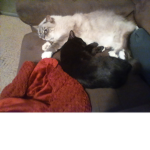 Lil kittty cats