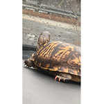 Hailey’s baby turtles
