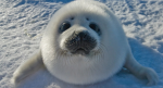 Seal fan place 2