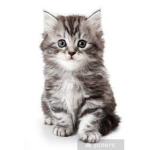 <3 Kitten Hearts <3