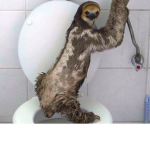 Le Secretive Sloths