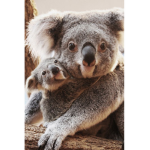 The koalas home