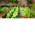 The Gardens
