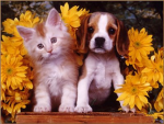 Doggy & Kitty Lover Group