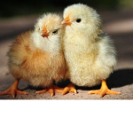 Thelittlechickens
