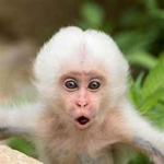 da monkeys army