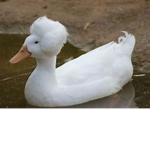 quack UwU