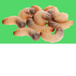 Maggot Power