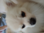 ANIMALS_5