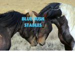 Blue Bush Equestrian