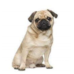 #pugsforlife