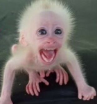 ~MyLittleStrawberryXMonkeys~