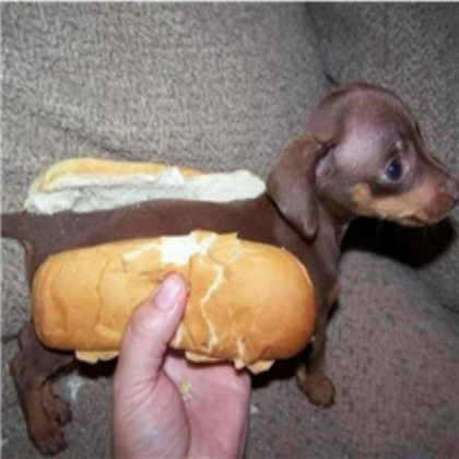 My Buddy's Weiner Dog Roblox decal