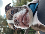 The Boston Terrier Family