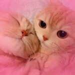 ʕ ̳• · • ̳ʔ