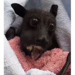 Banana doggie
