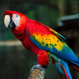 Parrot Jungle