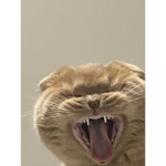 Nala cat