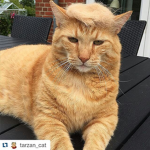 Trumpinator