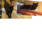 Baby cat and big cat