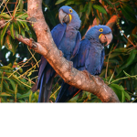 Bird swagon