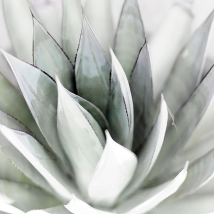 Succulent aesthetic art modern bww Roblox decal