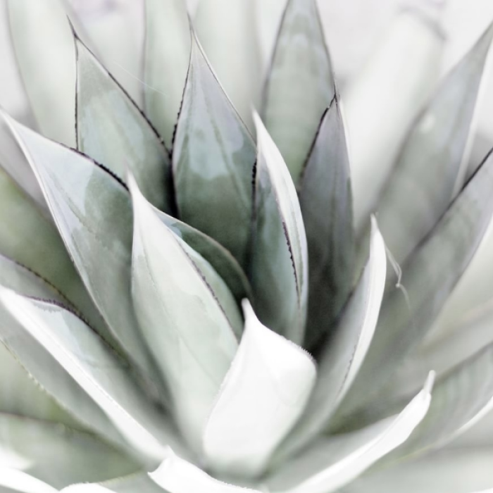 Succulent aesthetic art modern bww Roblox decal