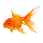 Only for salmon people