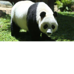 Panda panda panda Nababan
