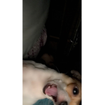 Robuxgifter