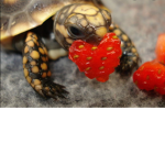 ~-~VintageTurtles~-~