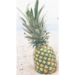 PINEAPPLESSSSSSSS