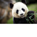 Cute Panda GIRLS GROUP