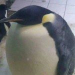 existingpenguin092