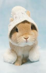 Funny bunnny