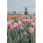 Tulip_angels