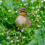 *~My Duckies~*